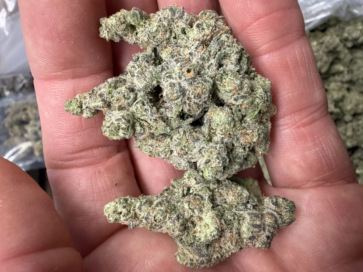 Mango Mentality Flower